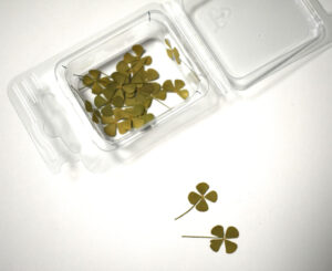 Gedroogde Vierbladige Klaverbloemen