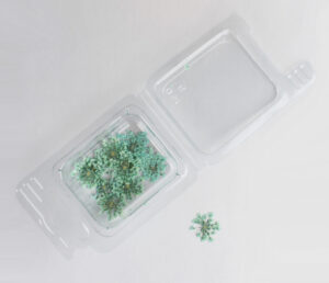 Gedroogde Bloemen – Groene Bloemen